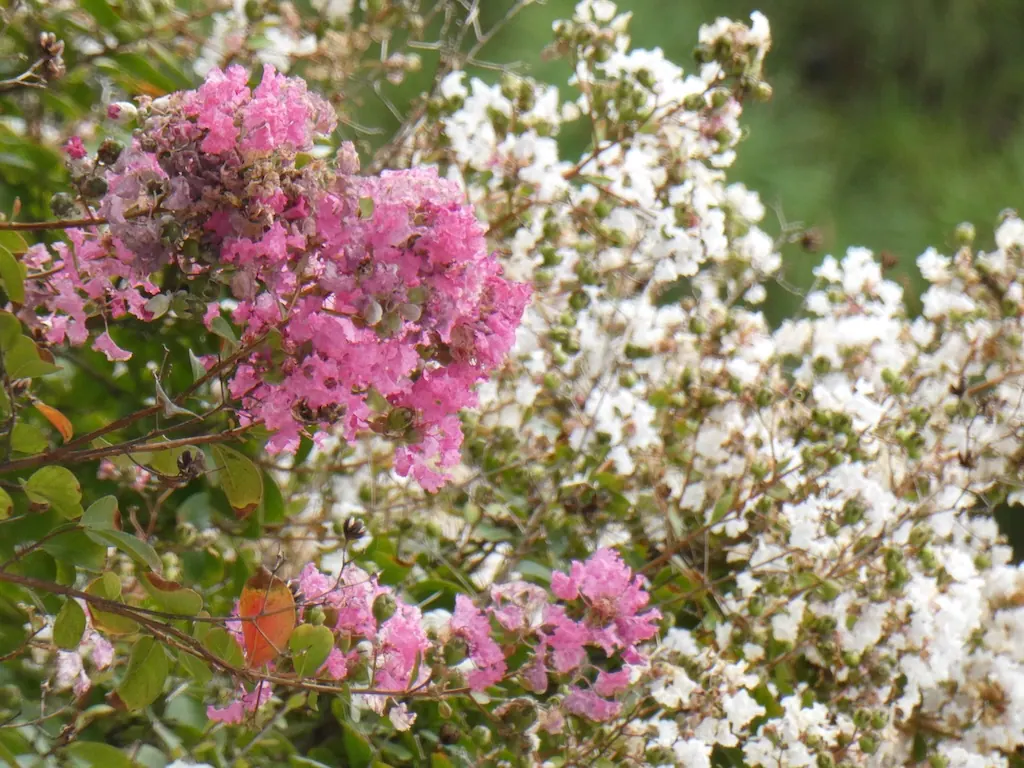 レインボーブリッジ近くの花
