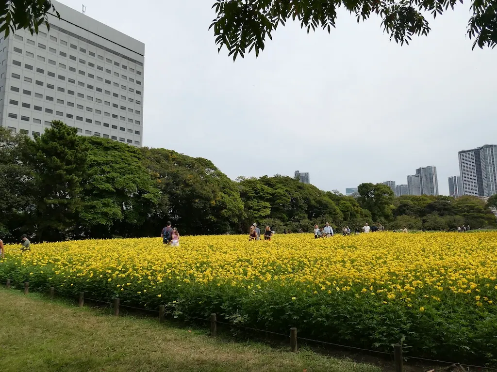 浜離宮恩賜庭園のお花畑に咲くキバナコスモス