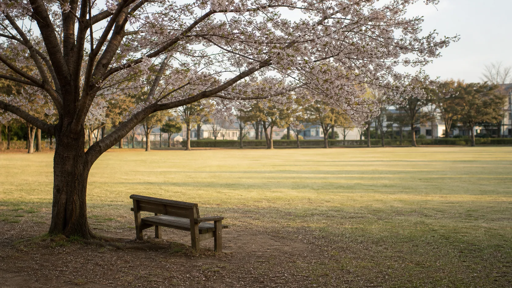 桜の木の下にある静かなベンチのイメージ