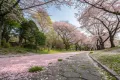 【体験談】板橋の赤塚公園で静かな桜散歩｜人混みを避ける休日の過ごし方