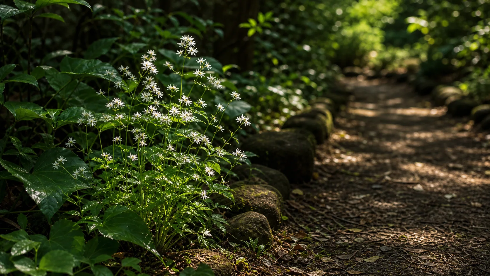 山野草と木漏れ日の園路のイメージ