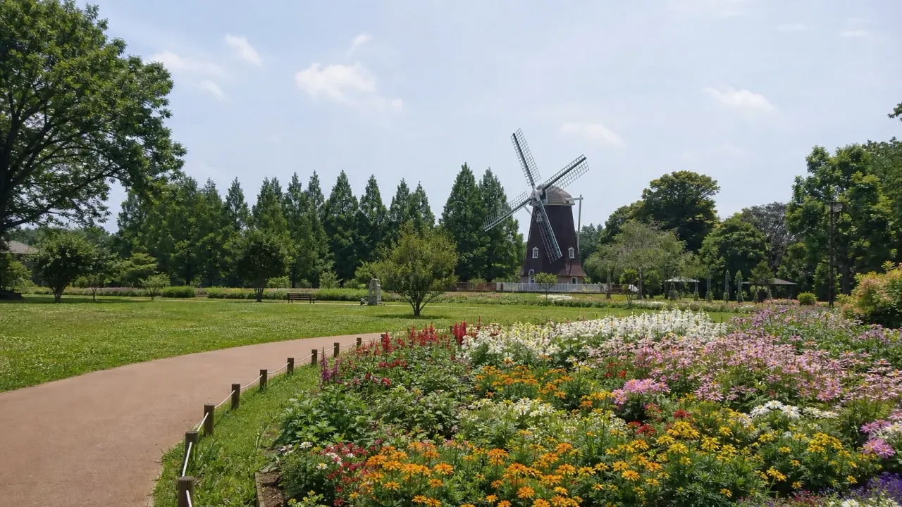 千葉県柏市のあけぼの山農業公園・あけぼの山公園を、風車前花畑、チューリップ、ひまわり、コスモス、日本庭園、芝生広場で歩く散歩ガイド。季節の花と休憩を半日で楽しむコースです。