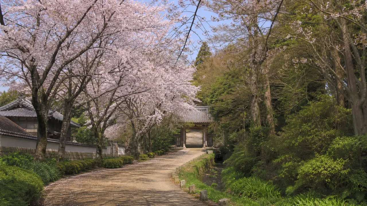 川口安行の密蔵院と安行原自然の森を思わせる桜の参道と緑の斜面林