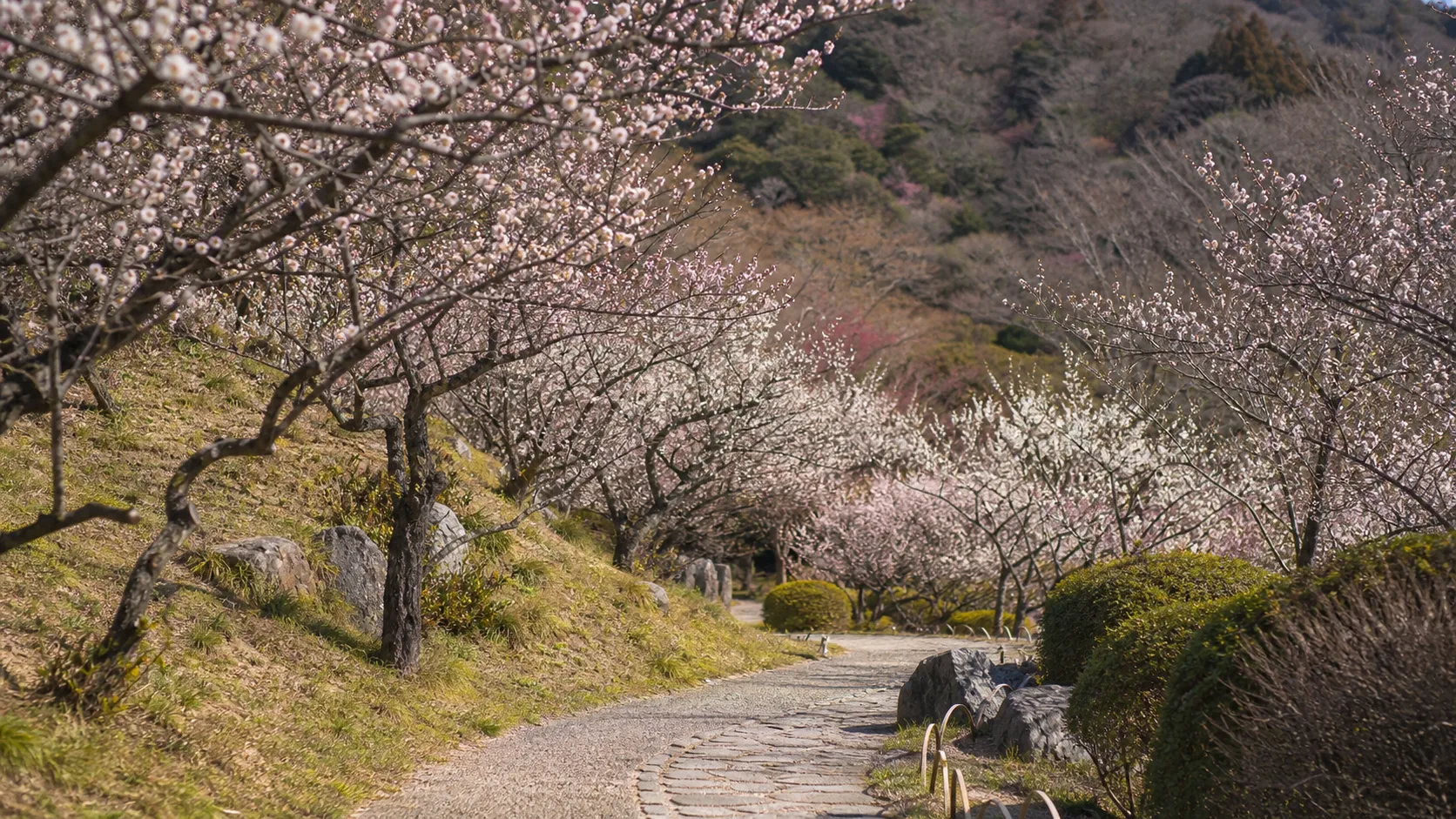 梅の花に囲まれた園路をゆっくり歩くイメージ