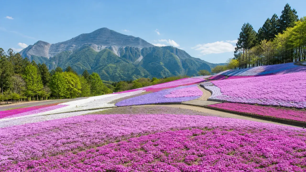 秩父市の羊山公園・芝桜の丘を歩く春の散歩記事。武甲山を背景にした芝桜、見頃期の料金、アクセス、混雑を避ける歩き方をまとめます。