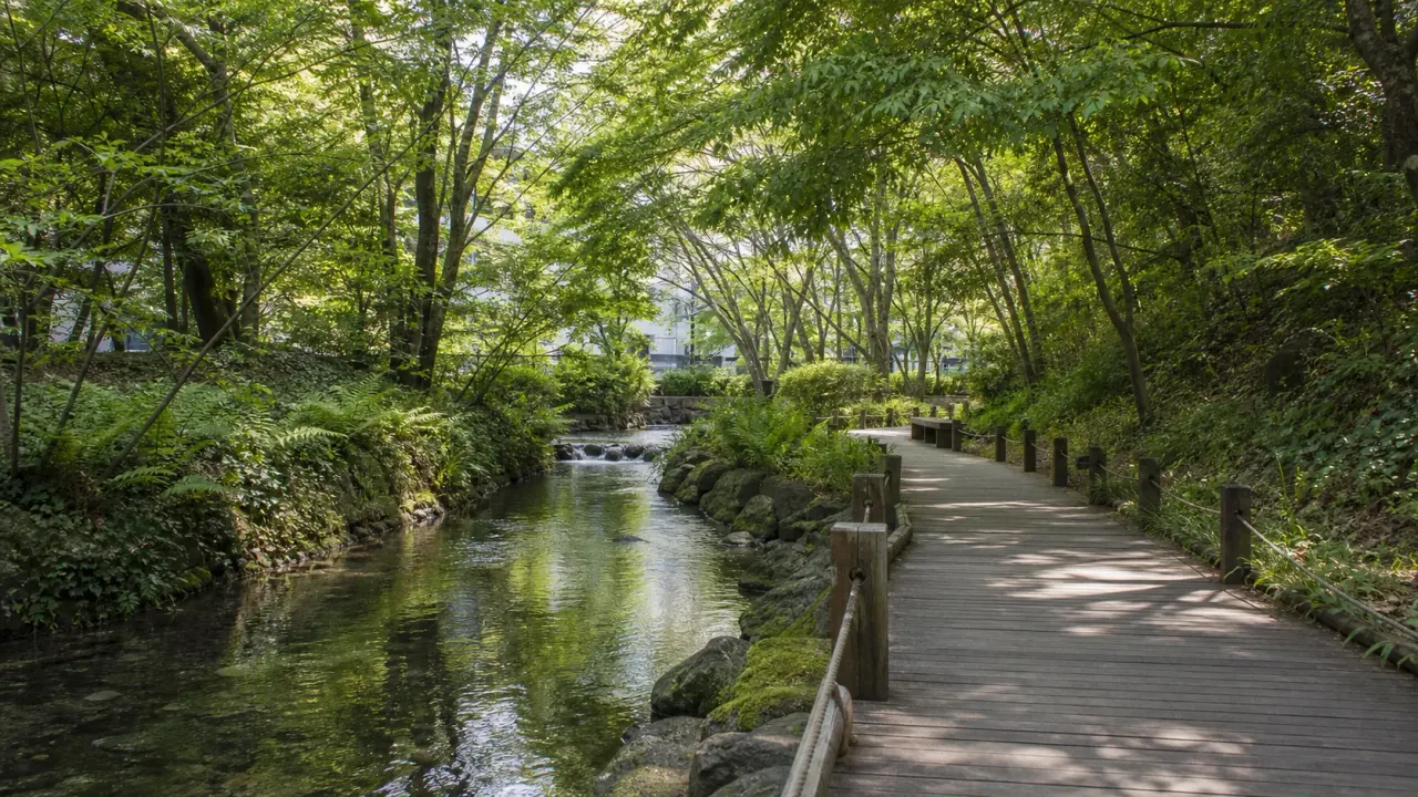【相模原・上溝】道保川公園を歩く｜湧水と雑木林の音にひたる静かな水辺散歩