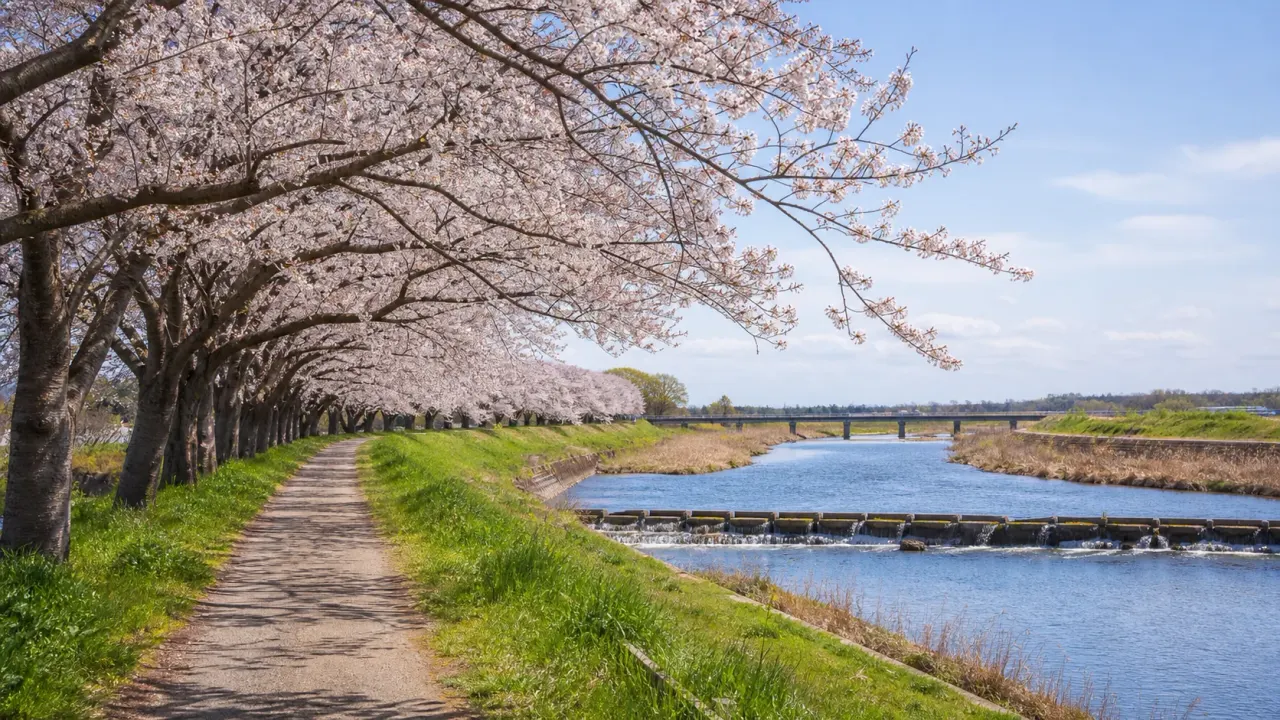 福岡堰の水路沿いに桜並木が続き、春の光が水面に映るつくばみらい市の水辺散歩のイメージ
