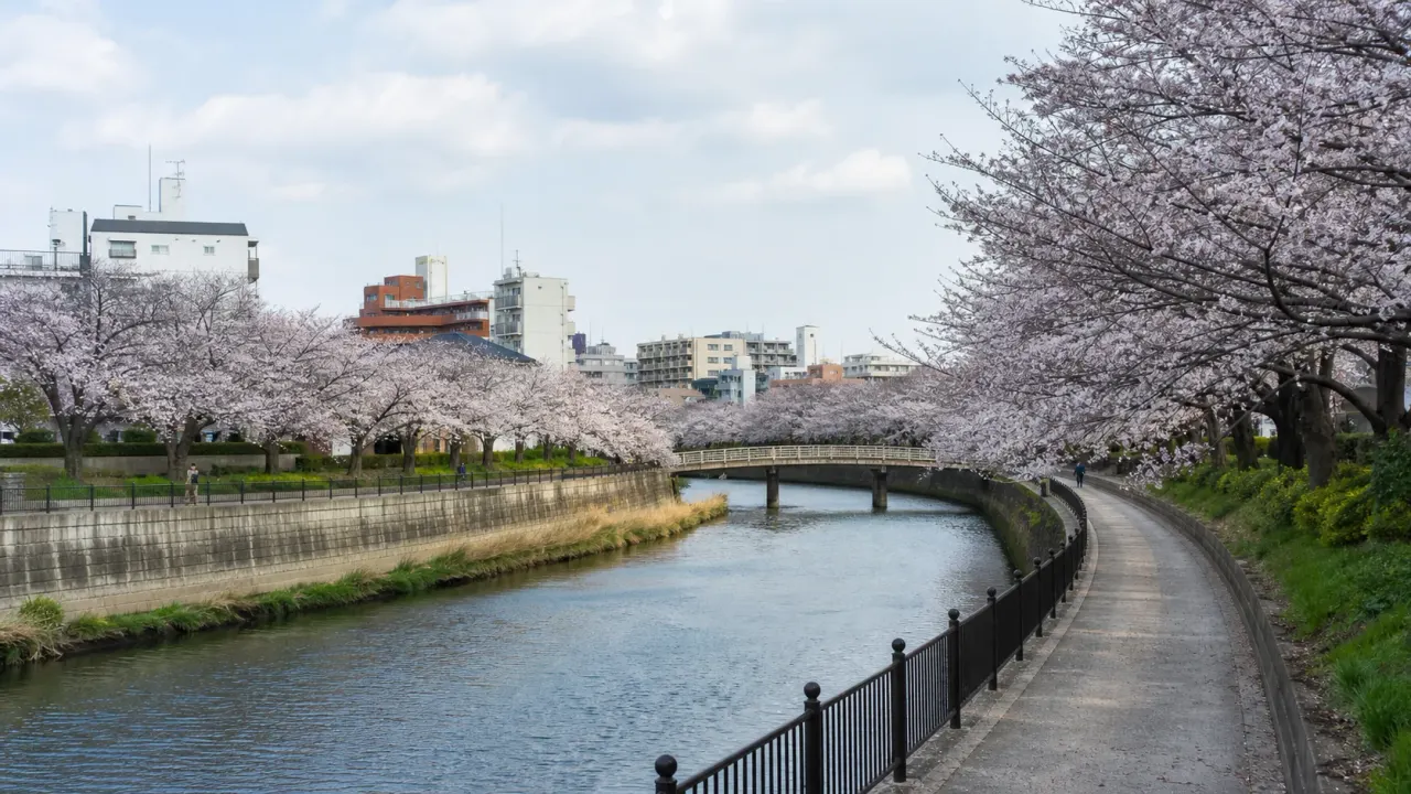 船橋市の海老川ジョギングロードで、富士見橋から八栄橋周辺の川沿い、桜並木、橋の景色をゆっくり歩く散歩ガイド。船橋駅方面から短時間で水辺へ出る過ごし方をまとめます。