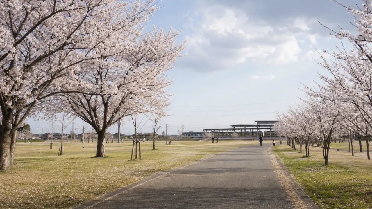 桜並木と広い芝生の向こうにライトラインの停留場が見える、かしの森公園周辺の雰囲気を描いたイメージ画像