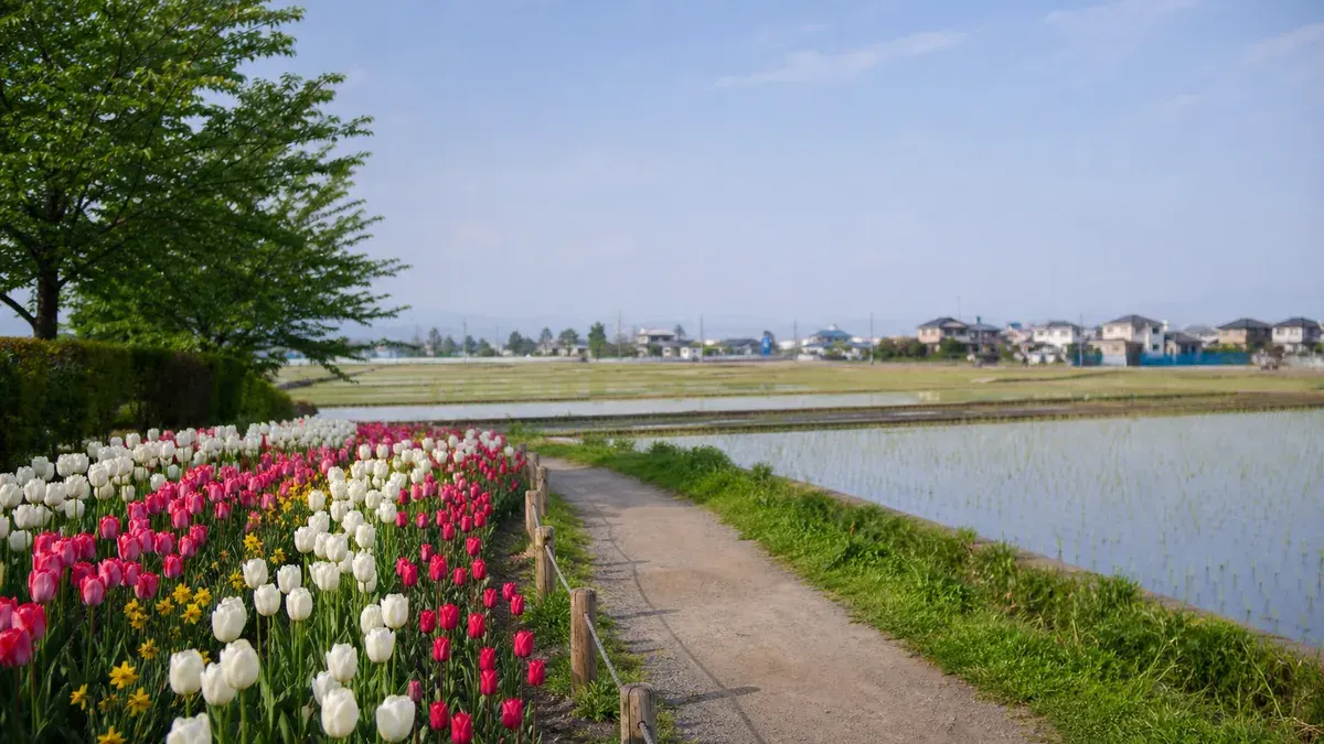 羽村市のチューリップ公園を、根がらみ前水田とあわせて歩きたい人向けに紹介。春の花だけでなく、夏の稲、秋の田んぼの風景まで、短時間で静かに楽しめる散歩スポットです。