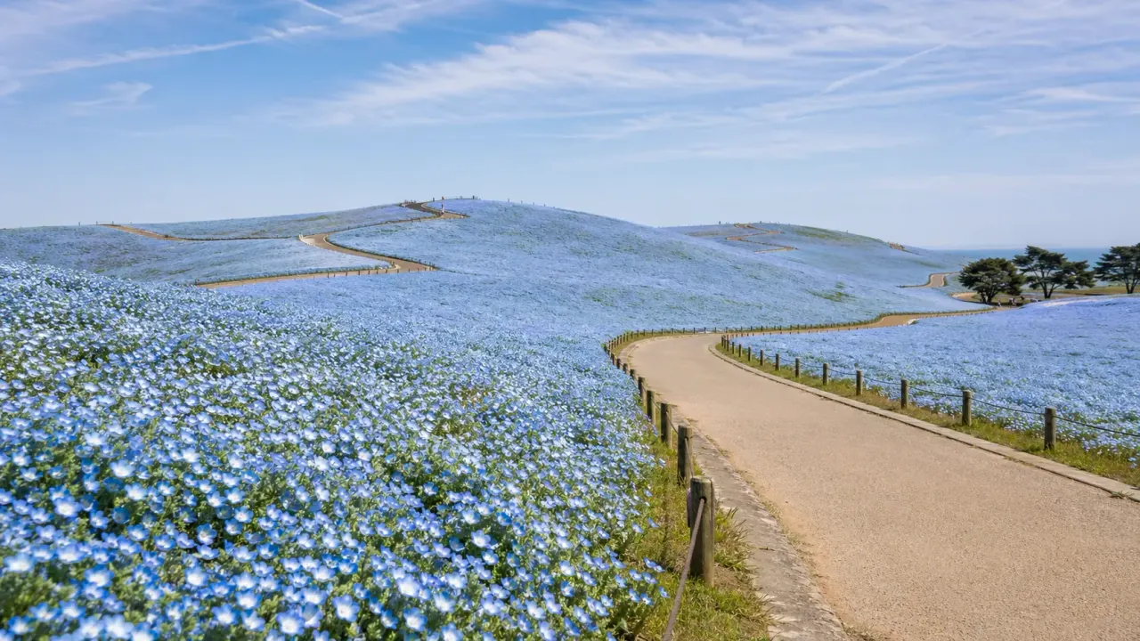 茨城県ひたちなか市の国営ひたち海浜公園を、みはらしの丘や園路を中心に歩く散歩ガイド。ネモフィラやコキアの季節だけでなく、広い空と海風を味わう日帰りコースとして紹介します。