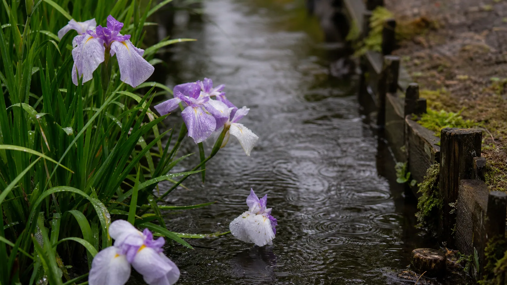 花菖蒲と雨に濡れた水辺の近景のイメージ