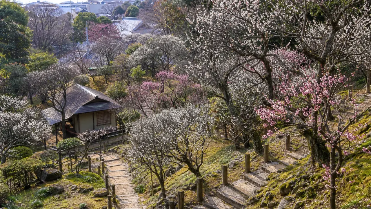 斜面に梅が咲く池上梅園の日本庭園をイメージしたカバー画像