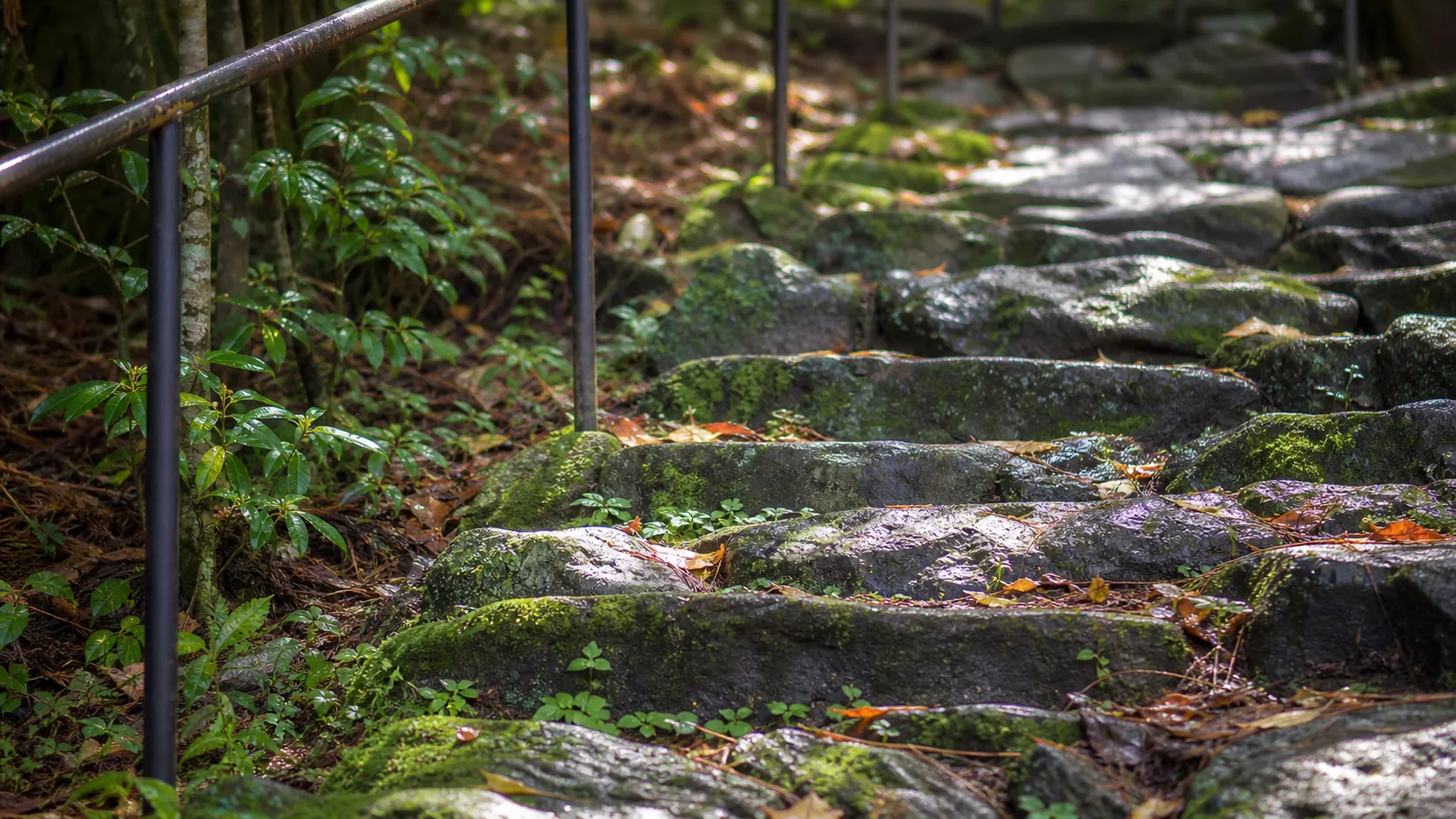 苔むした石段と植栽の近景のイメージ