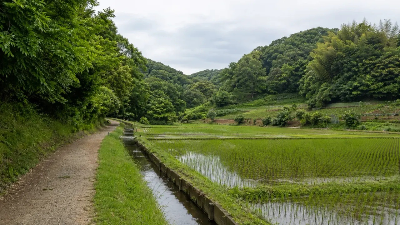 横浜市青葉区の寺家ふるさと村で、谷戸田と雑木林、水路のある田園風景を静かに味わう散歩を紹介。四季の家を起点に、東京近郊で半日だけ里山へ入る歩き方をまとめます。