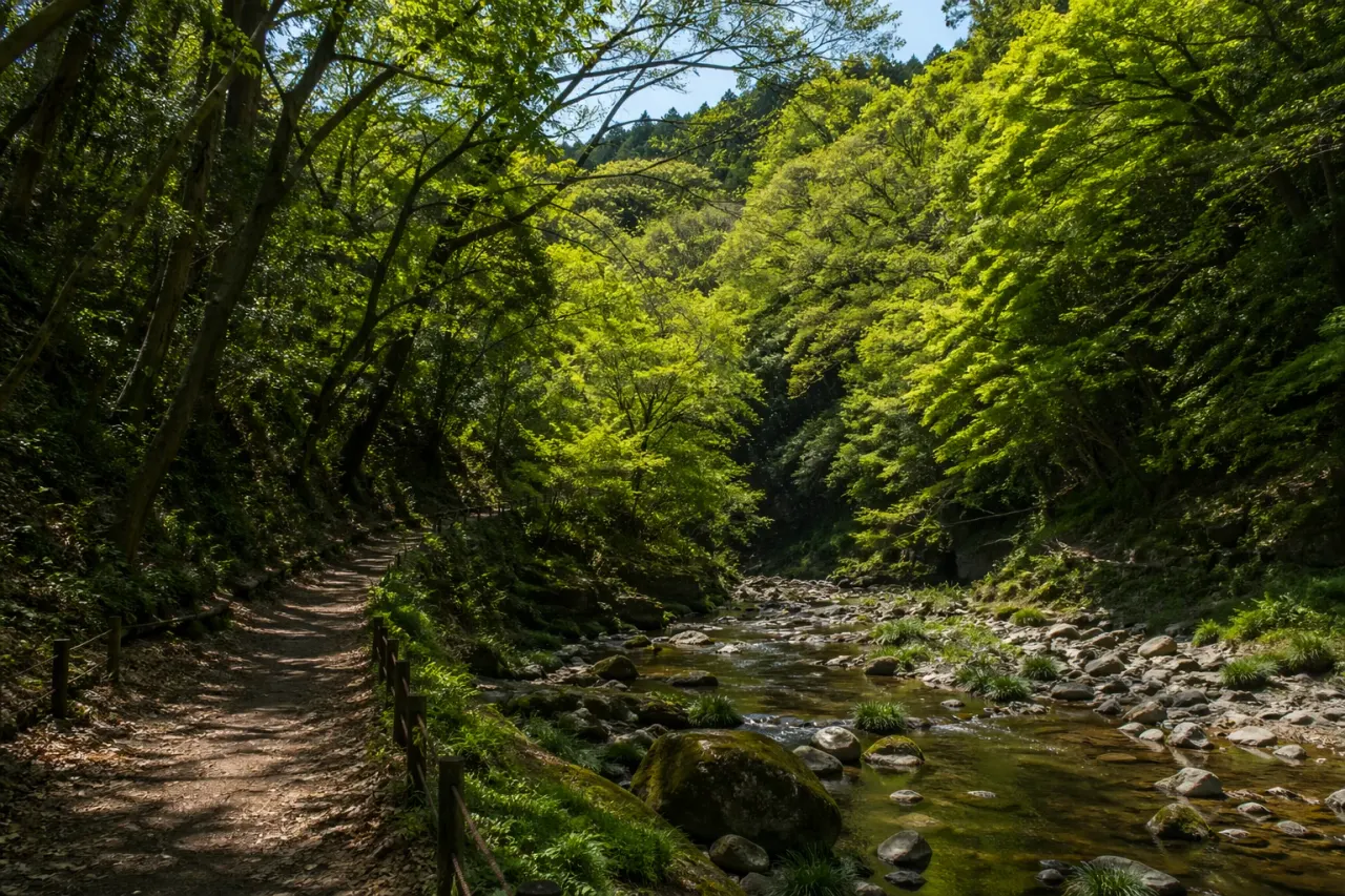 陣ケ下渓谷公園で、横浜市内唯一の渓谷景観を静かに歩く散歩を紹介。上星川駅から入りやすく、木もれ日と水の流れを1時間で味わう使い方をまとめます。