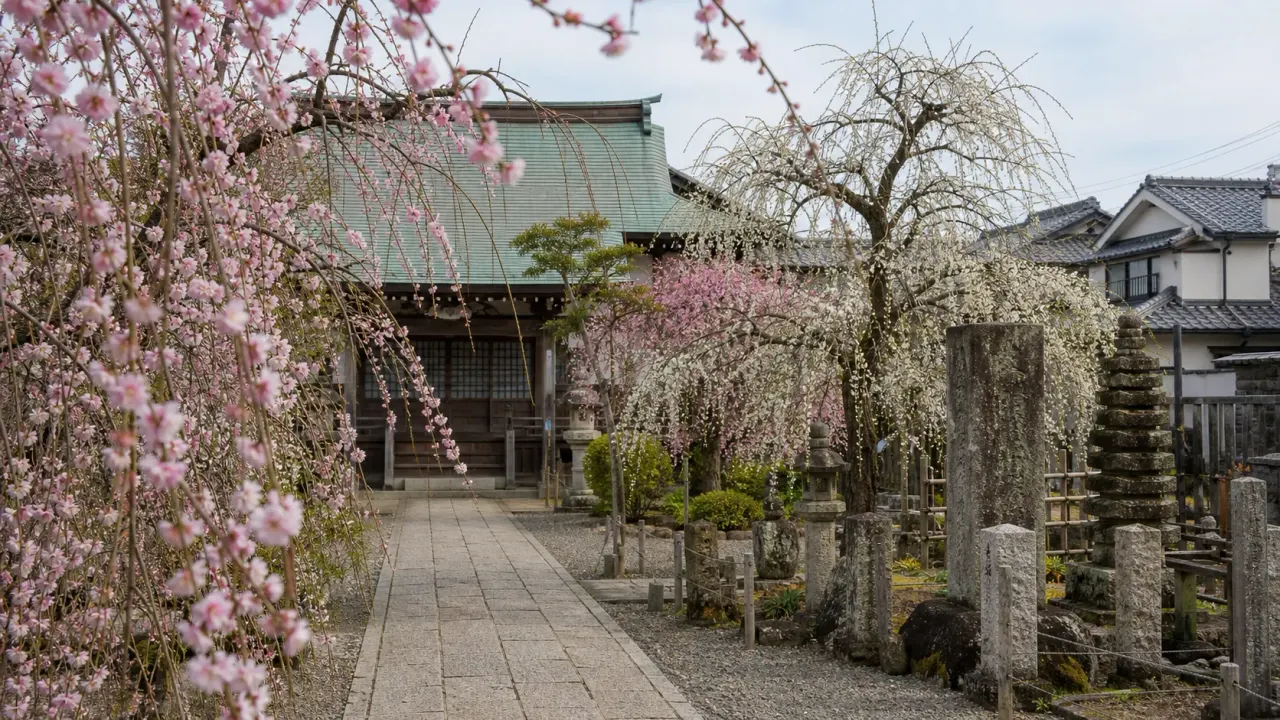 藤沢市片瀬の常立寺を、しだれ梅、元使塚、江ノ電沿いの静かな寺院散歩として紹介。龍口寺や片瀬海岸と合わせて歩きやすい歴史スポットです。