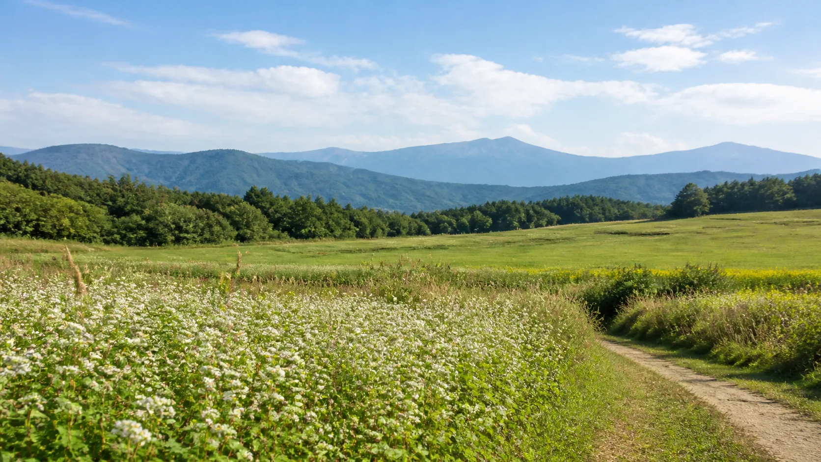 そば畑と山並みを眺めながら休む高原散歩の補助画像