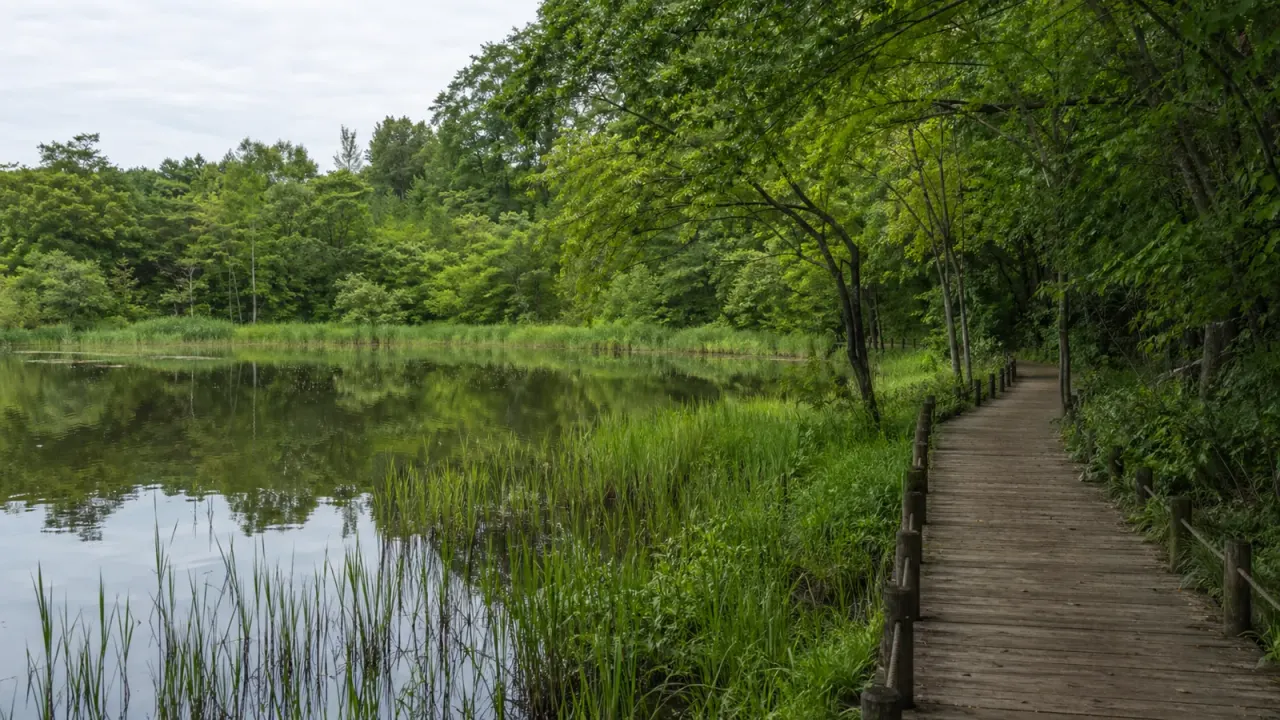 埼玉県北本市の北本自然観察公園で、湿地、池、雑木林、自然学習センターをゆっくり歩く散歩記事。北本駅からのアクセスや観察しやすい歩き方を紹介します。