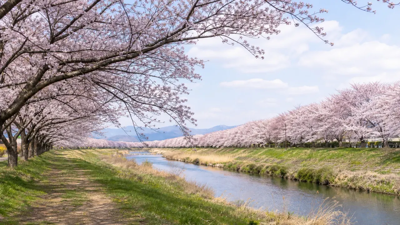 本庄市児玉町のこだま千本桜を思わせる小山川沿いの桜並木と土手の散歩道