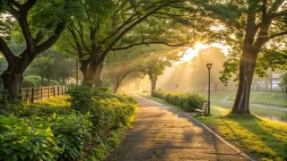 【静かな時間】駒沢公園の朝と夕方の散歩｜駒沢オリンピック公園の木陰で心を癒す方法