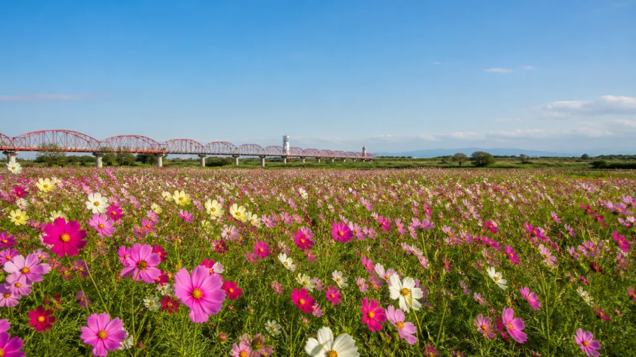 埼玉県鴻巣市の荒川河川敷に広がるコスモス畑を歩く散歩記事。コスモスアリーナふきあげ周辺、荒川水管橋、見頃時期、吹上駅からの行き方をまとめます。
