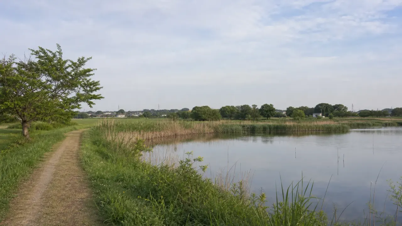 埼玉県蓮田市の黒浜沼と緑のトラスト保全地周辺を歩く自然散歩ガイド。沼、ヨシ原、田園風景、野鳥観察の雰囲気を半日で楽しむポイントを紹介します。