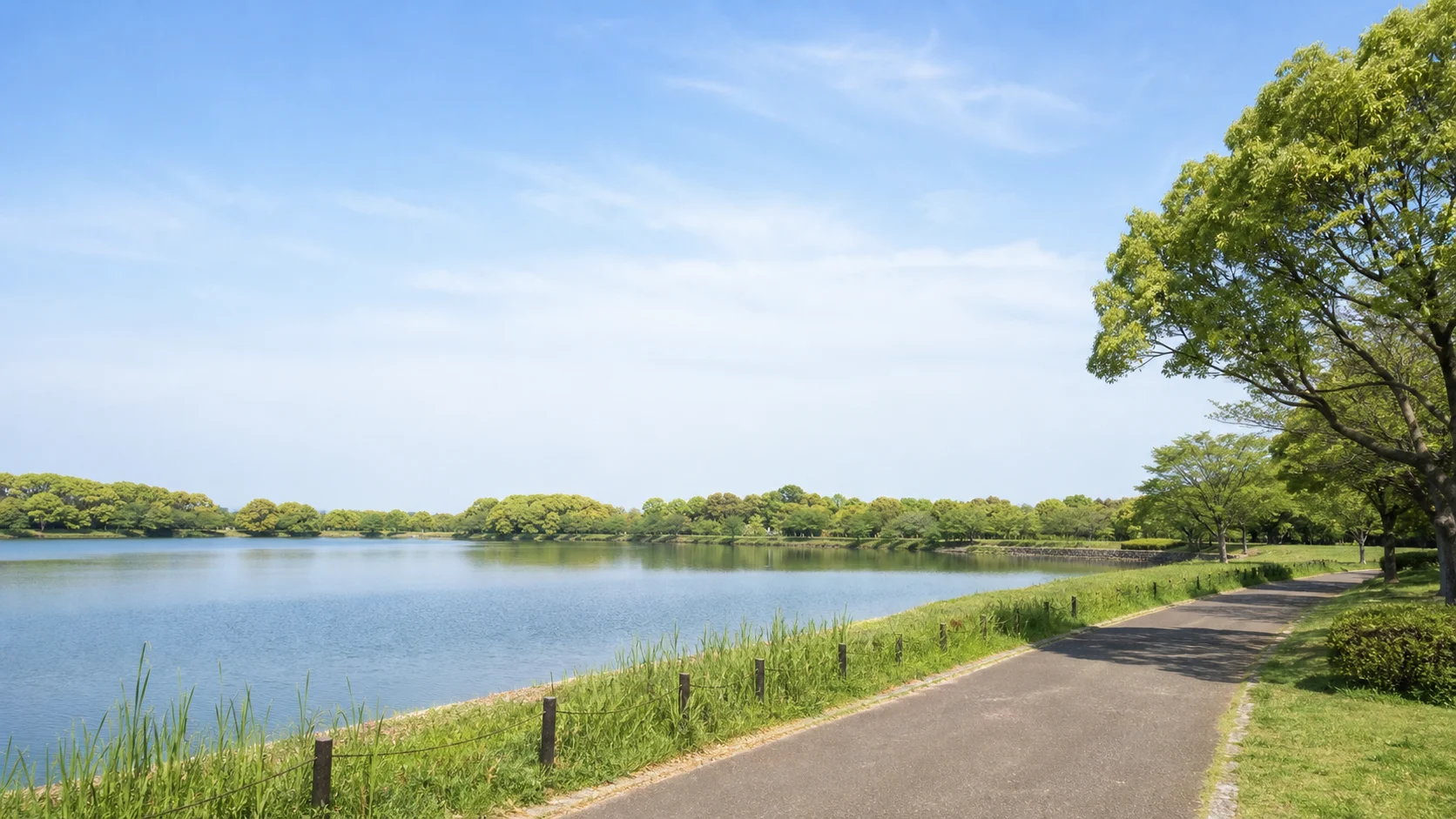 広い水辺と木々の対岸が見える公園散歩のイメージ