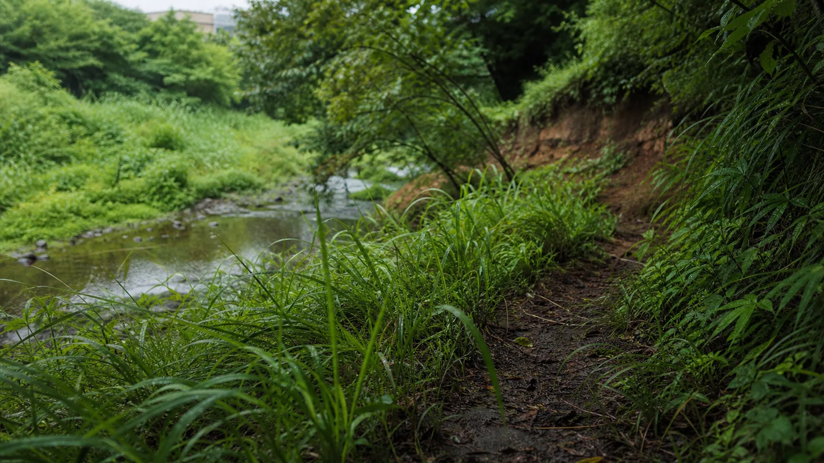 崖線沿いの植栽と水辺の近景のイメージ