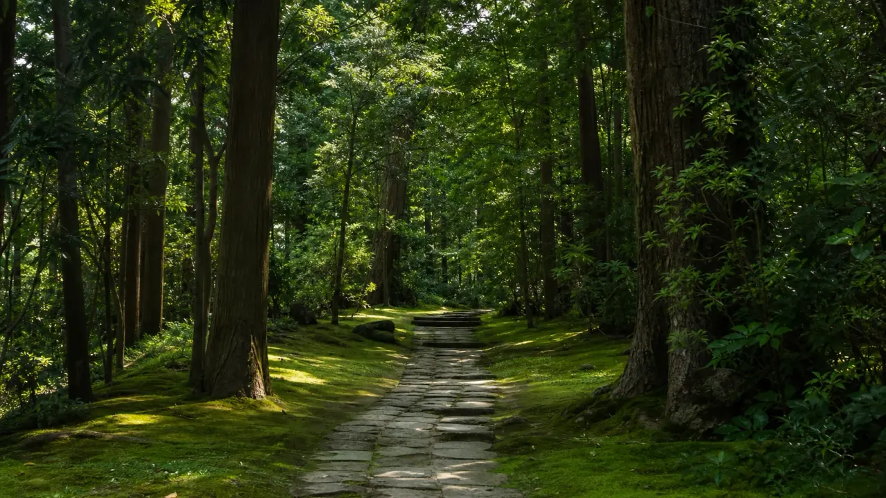 妙楽寺の森をイメージした常緑樹林と参道の散歩風景