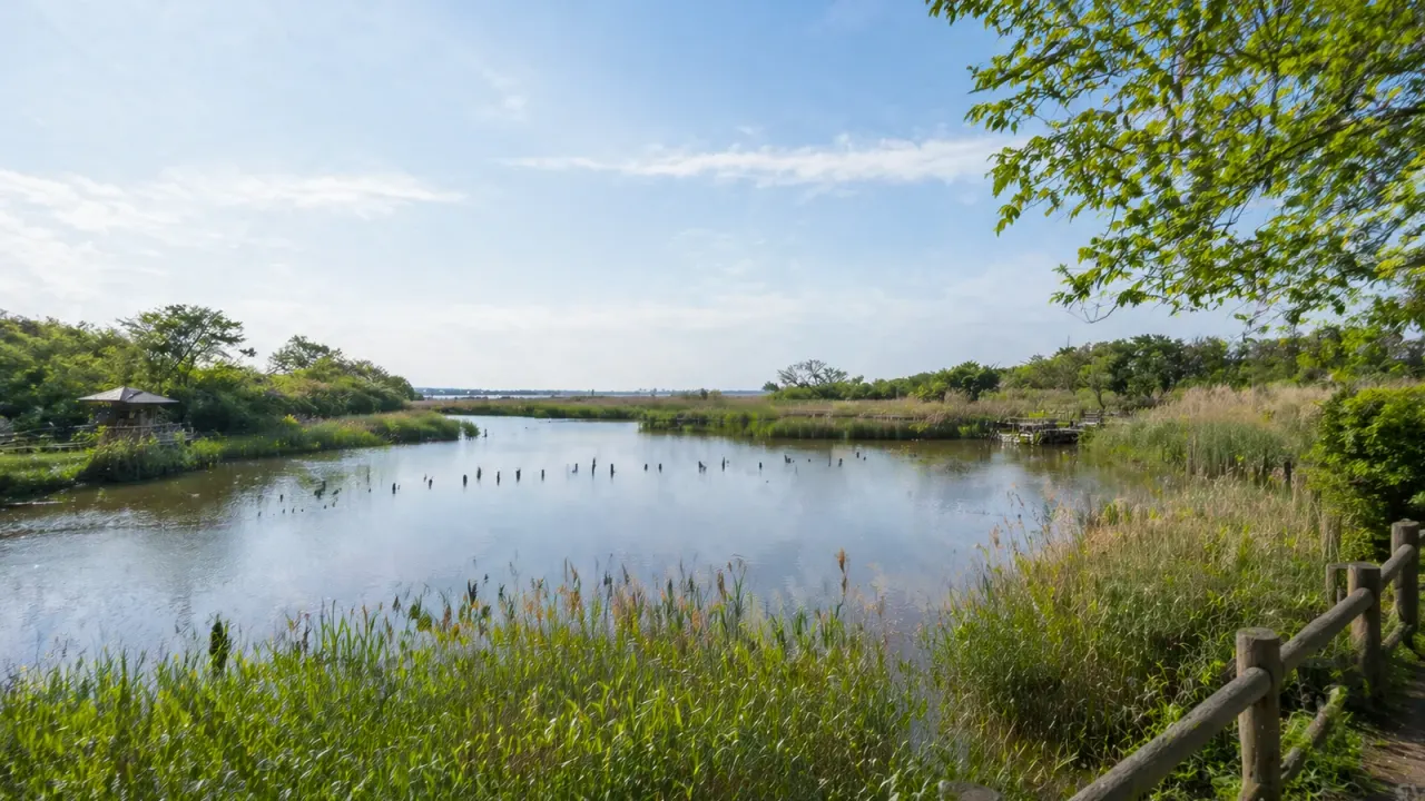 長浜公園で、野鳥観察園と汽水池を静かに歩く散歩を紹介。金沢の海に近い水辺で、生きものの気配を受け取りながら落ち着く1時間半の使い方をまとめます。