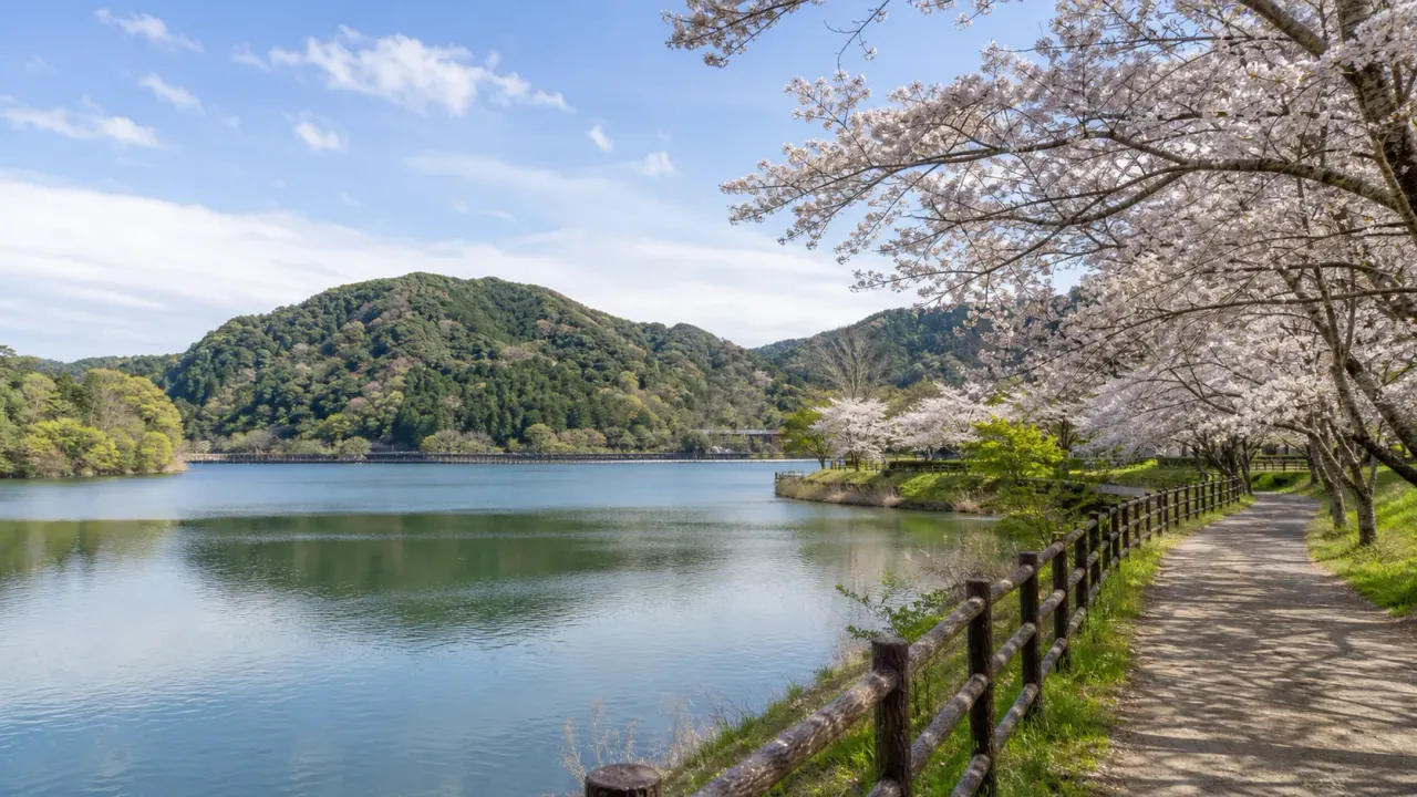 長柄ダムの市津湖をイメージした桜と湖畔の散歩道