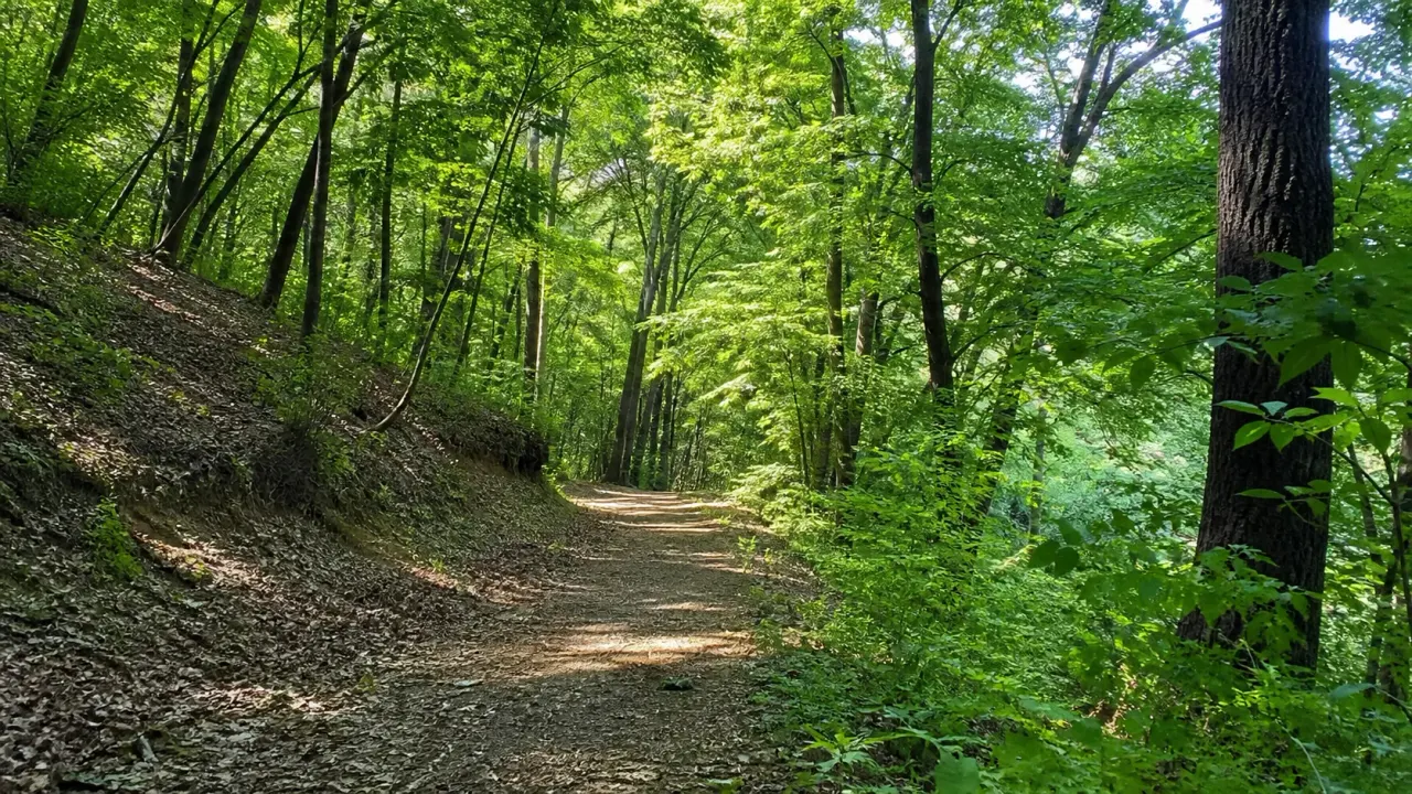 日野市の七生公園を散歩したい人向けに、多摩丘陵の雑木林、谷戸、野鳥の気配、駅からの歩き方を整理しました。高幡不動や多摩動物公園周辺で自然へ切り替えたい日に向いた公園です。