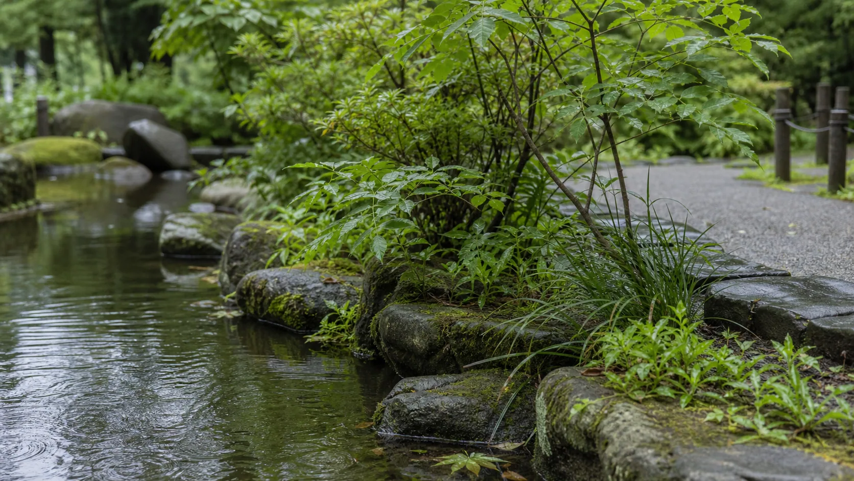 緑地の水辺と植栽の近景のイメージ