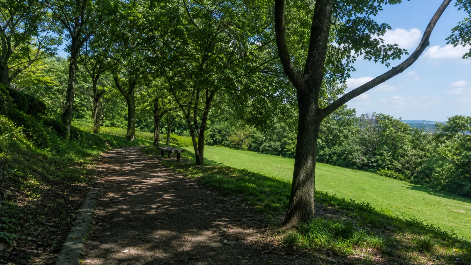 木立の縁を曲がる園路と芝生の開けた景色のイメージ