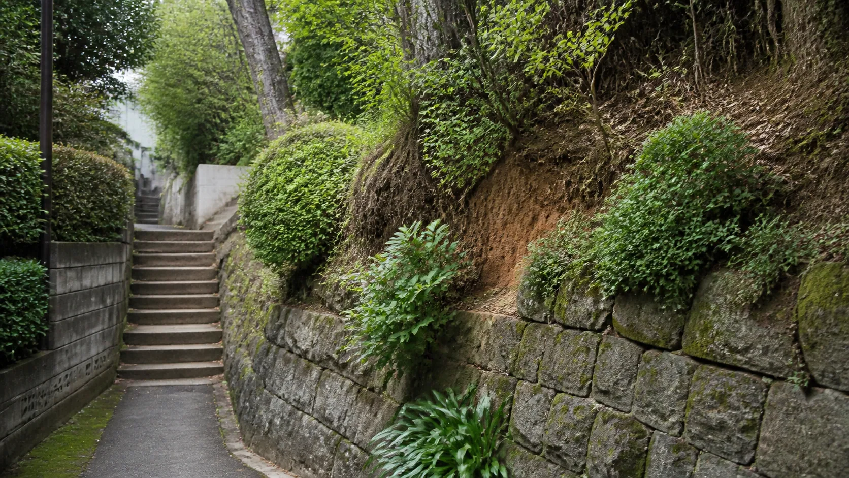 坂道沿いの土と植栽が見える崖線のイメージ