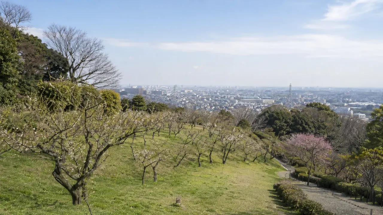横浜・岡村公園で、谷戸斜面の梅林と高台の見晴らしを静かに歩く散歩を紹介。磯子・上大岡方面から入りやすい1時間の使い方をまとめます。