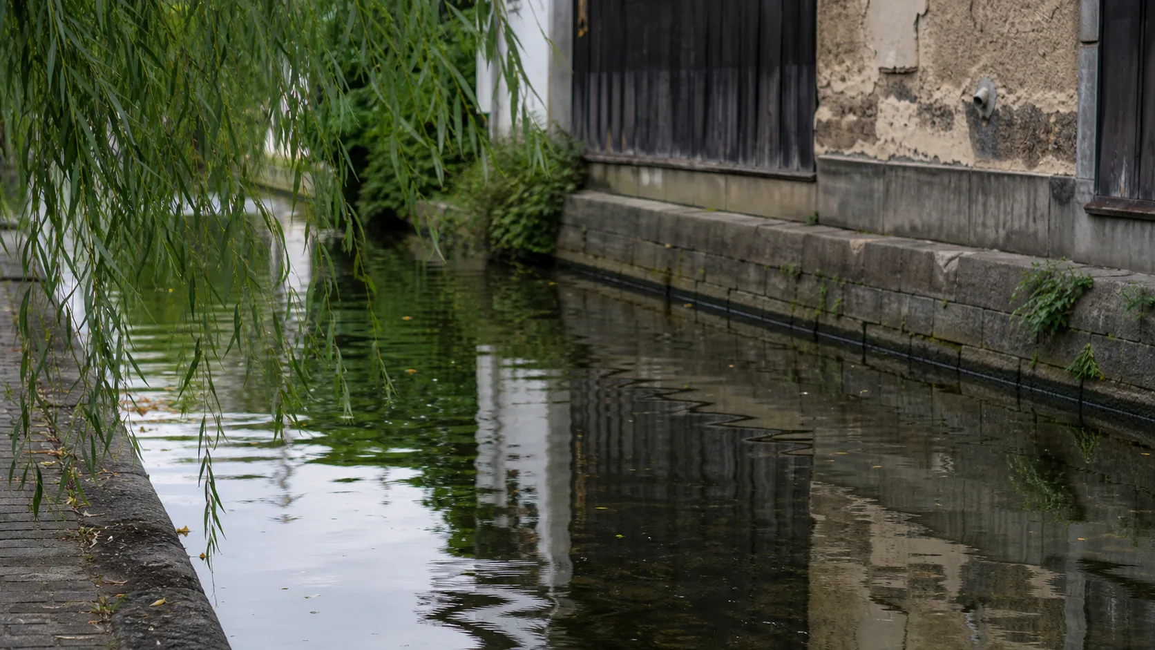 水面に映る古い建物と柳の近景のイメージ