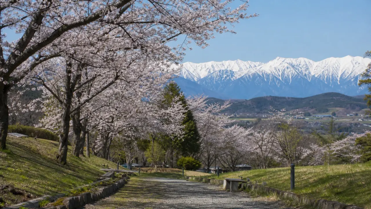 大鹿村の大西公園を思わせる桜並木と南アルプスの雪山、静かな園路を歩く春のイメージ