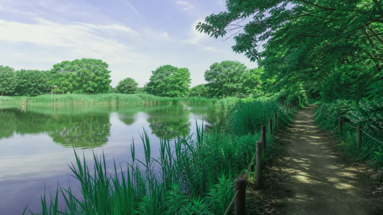 さぎ山記念公園を思わせる池と芝生と木々の静かな公園散歩のイメージ
