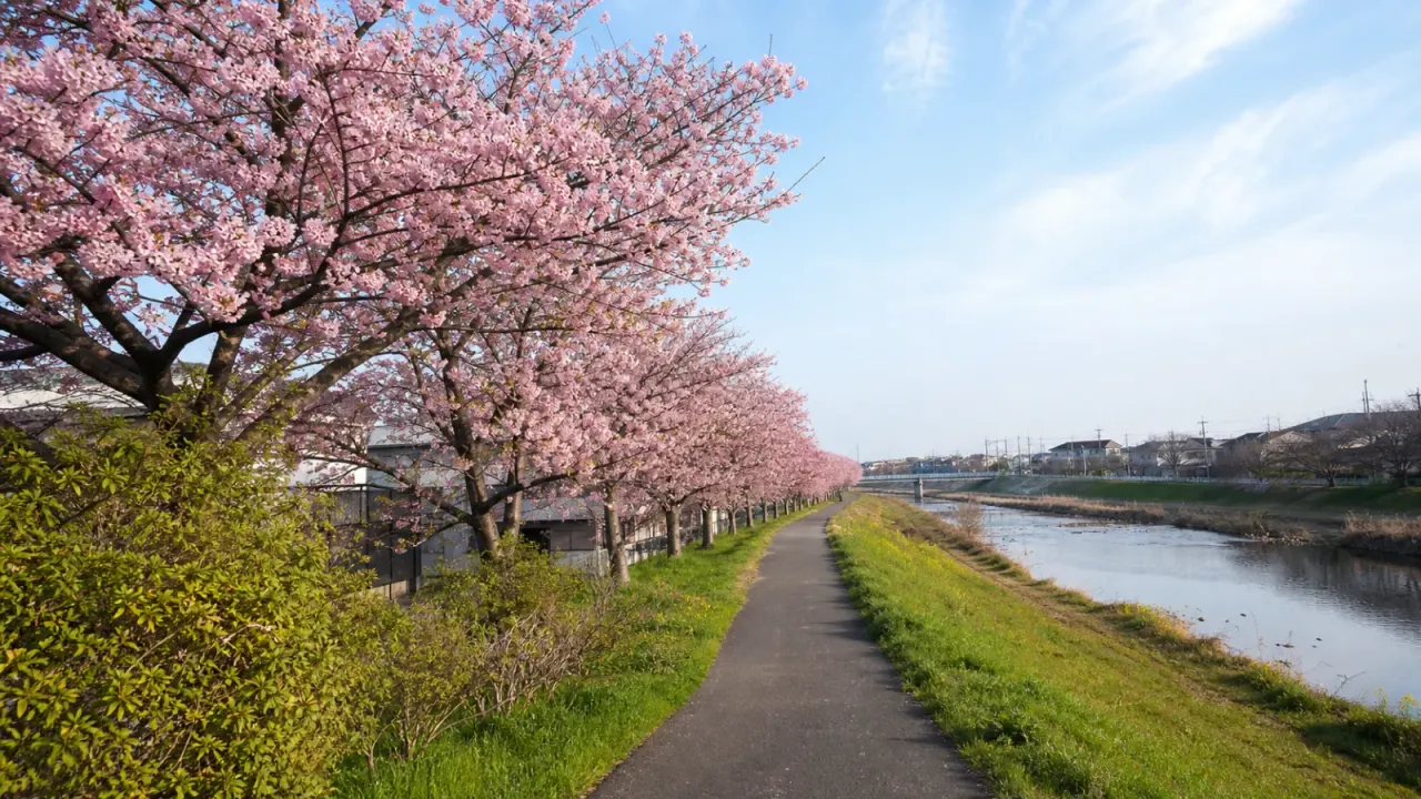 越辺川沿いに続く北浅羽桜堤公園の安行寒桜