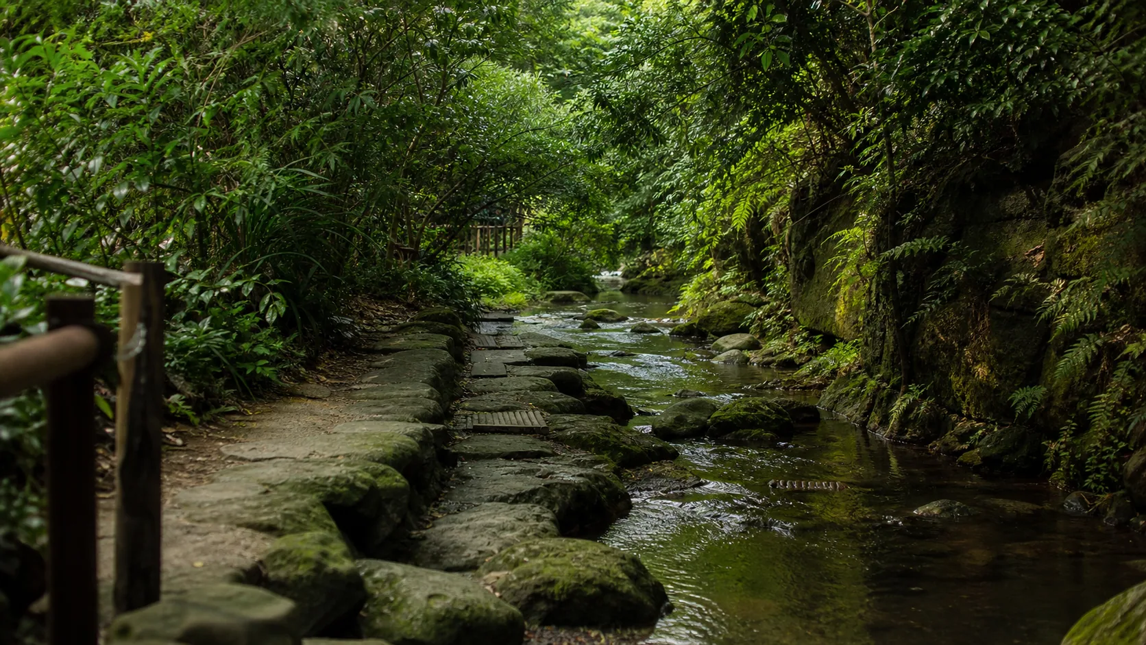 木陰の小さな流れと遊歩道の近景のイメージ