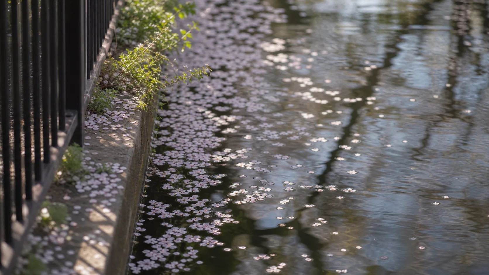 水面に浮かぶ桜の花びらと遊歩道の近景のイメージ