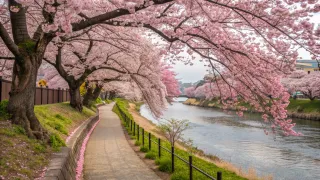 【2025年版】石神井川の桜を巡る板橋の散歩コース完全ガイド