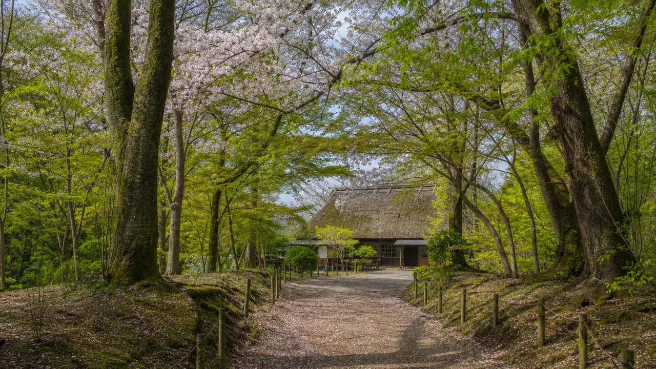 【下野・天平の丘公園】史跡と桜の林を歩く、古民家カフェまでの公園さんぽ