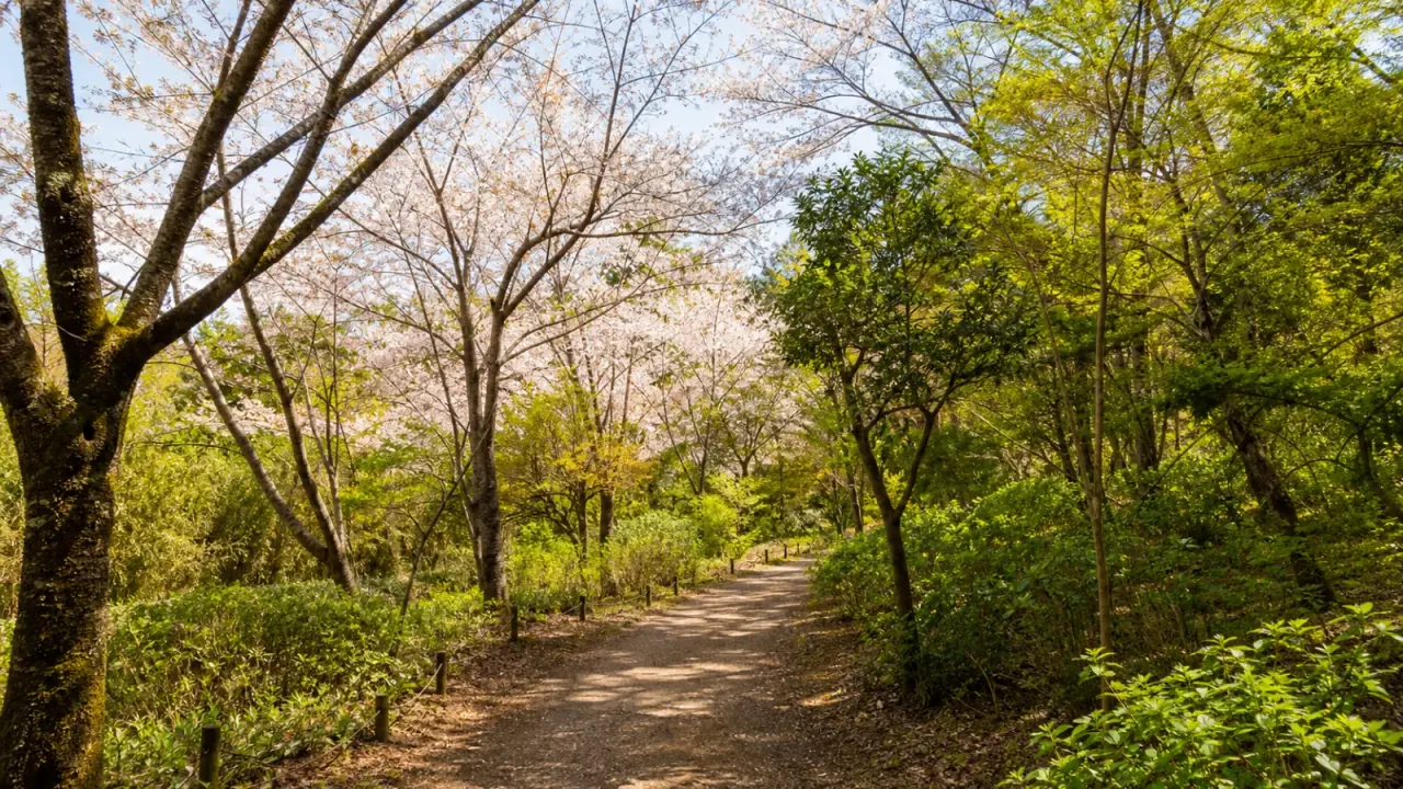 八王子市・高尾の多摩森林科学園を、サクラ保存林、樹木園、森の科学館を組み合わせた散歩先として紹介。開園時間、料金、アクセス、季節の選び方を公式情報をもとにまとめます。