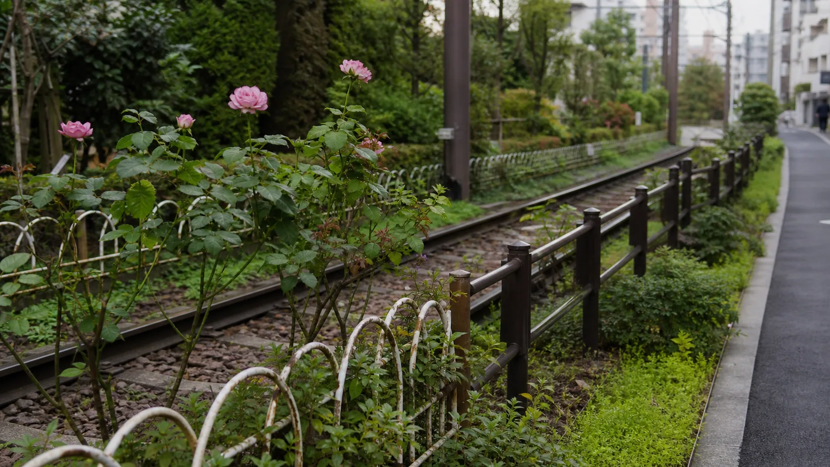 都電沿線の線路脇に咲く植栽の近景のイメージ
