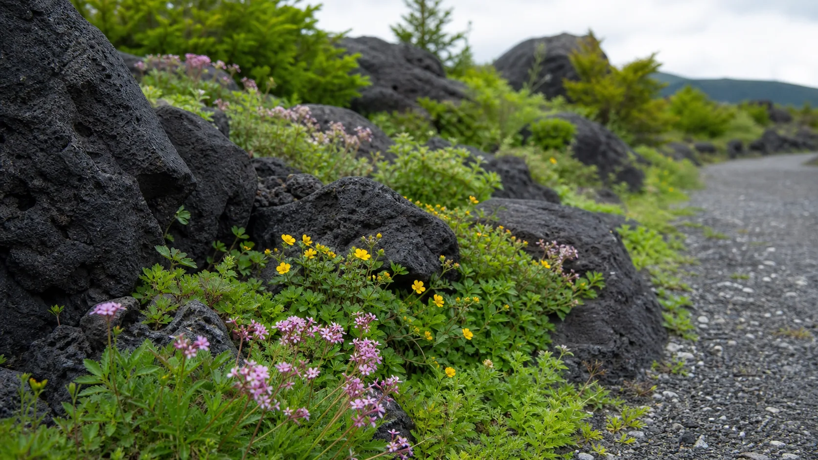黒い溶岩と高原の草花を近くで見る補助画像