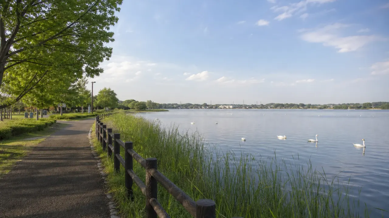 牛久沼の水面と白鳥、広い空が見える水辺公園の散歩イメージ