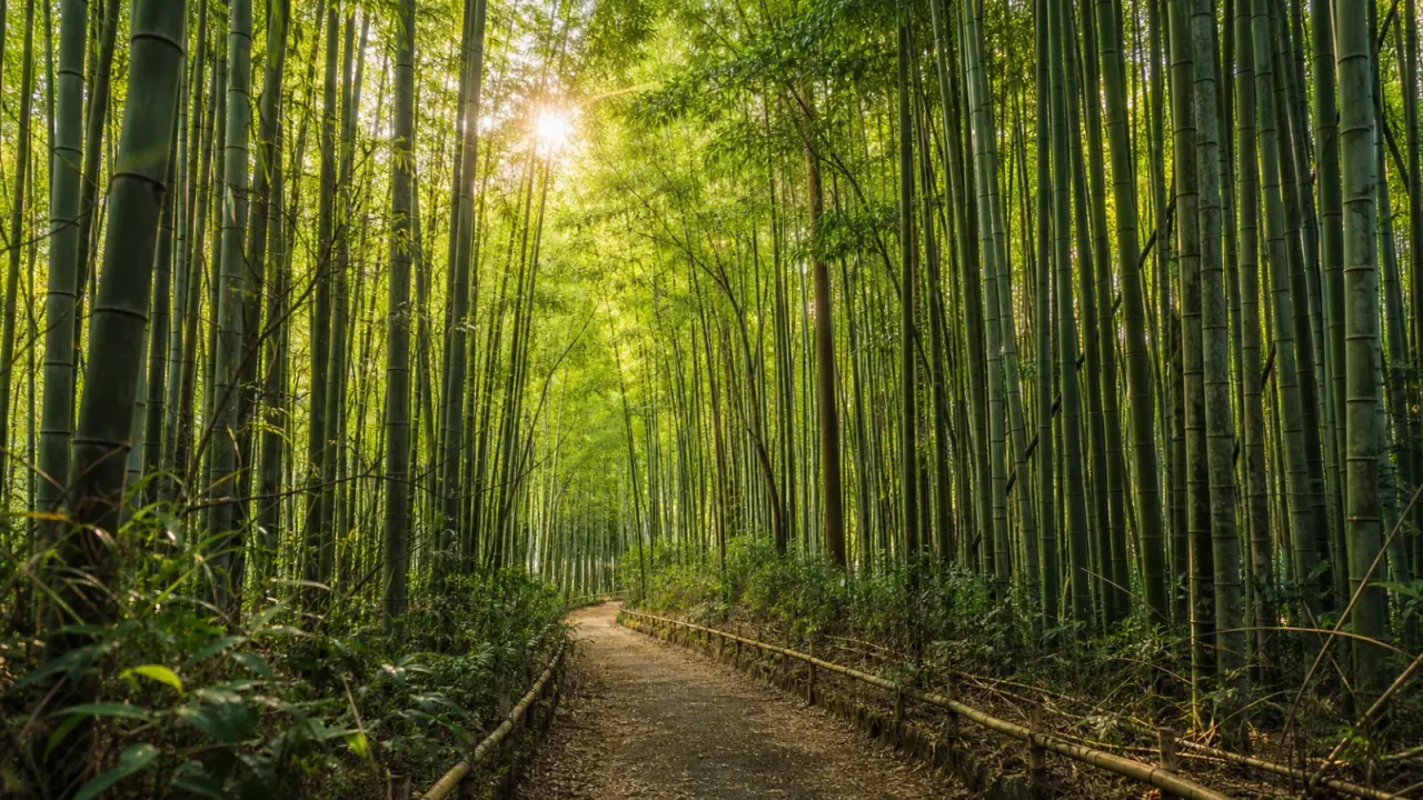 宇都宮の若竹の杜若山農場を思わせる背の高い竹林と木漏れ日の散策路